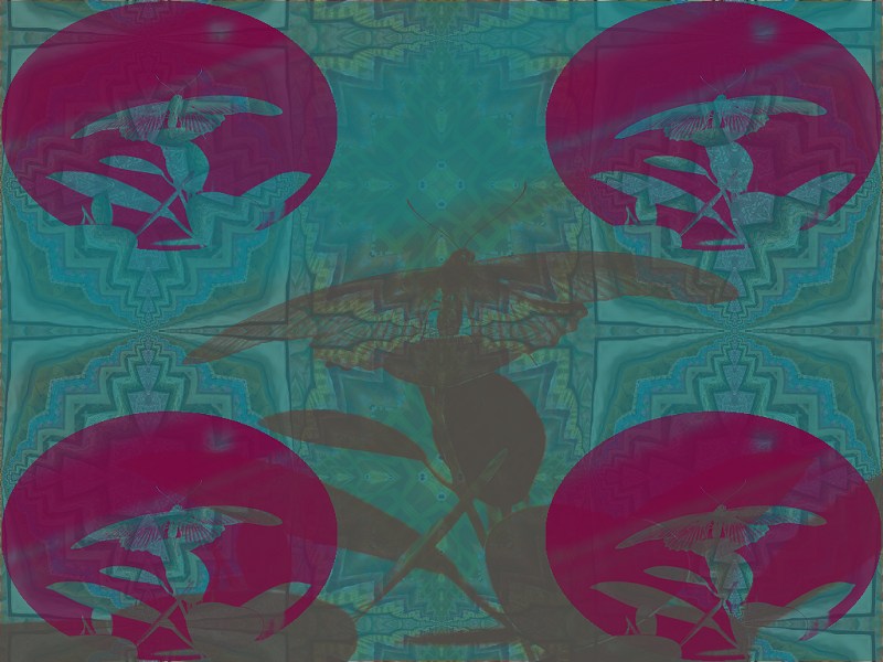 Pattern Combo Butterflies